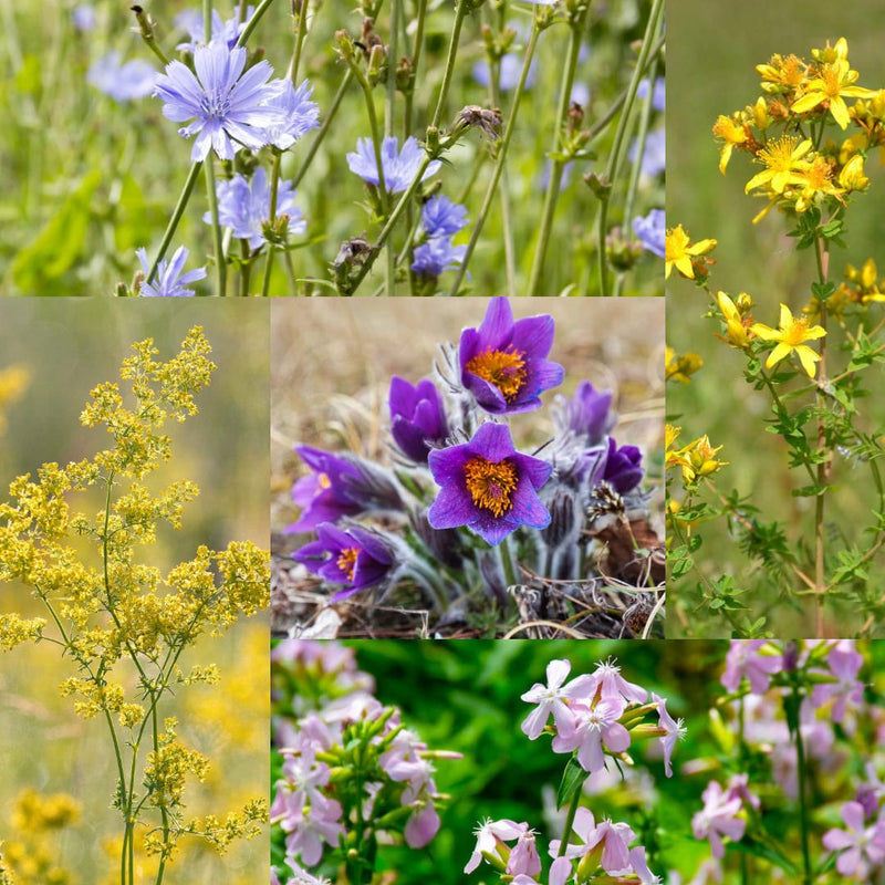 collage van 5 bloeiende, inheemse planten