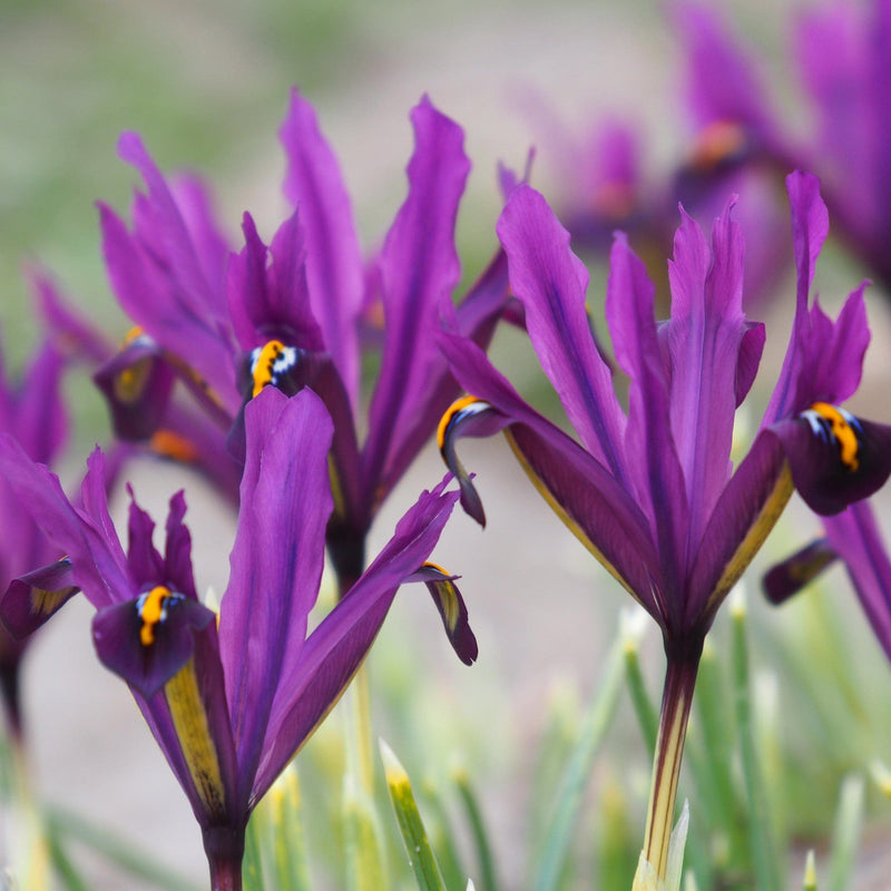 biologische bloem, iris sj dijt, paarse bloemen uit bloembol