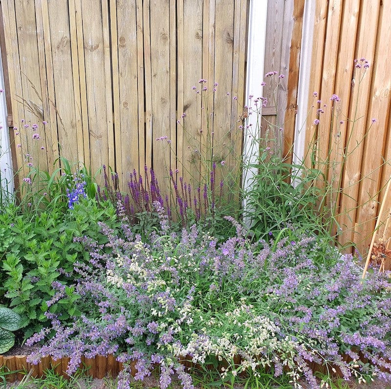 kattenkruid, nepeta, paarse bloemen in bloei