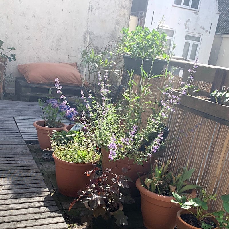 kattenkruid, nepeta, paarse bloemen in bloei