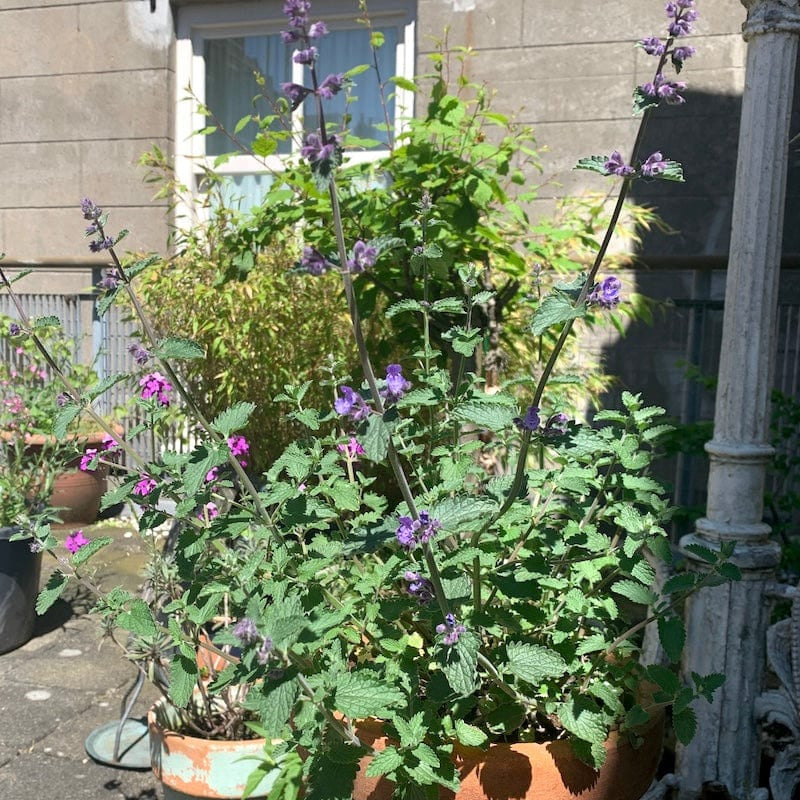 kattenkruid, nepeta, paarse bloemen in bloei
