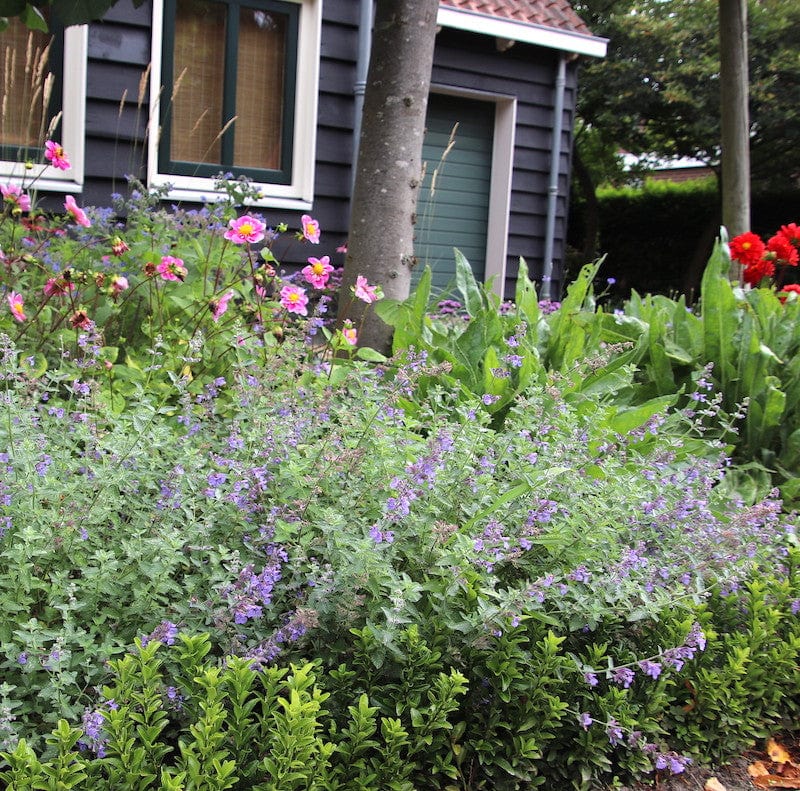 kattenkruid, nepeta, paarse bloemen in bloei