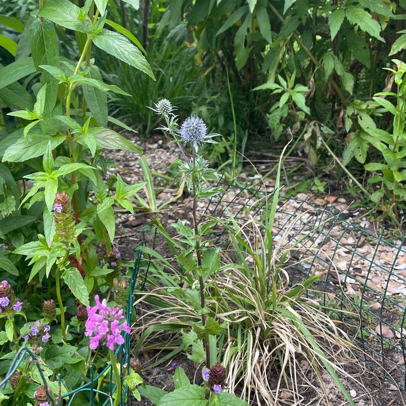 kruisdistel in een tuin