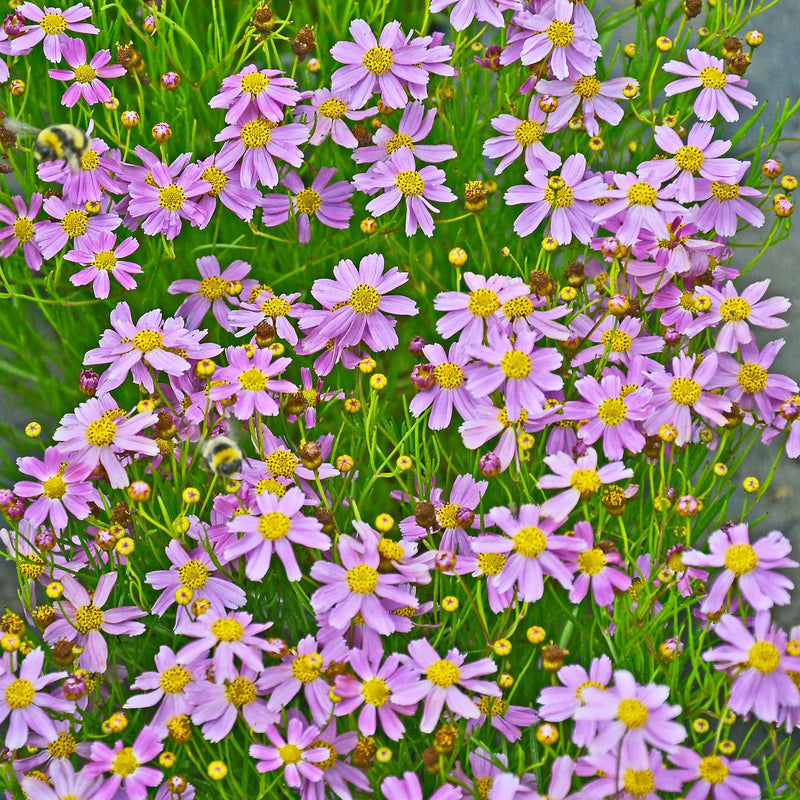 Meisjesogen American Dream