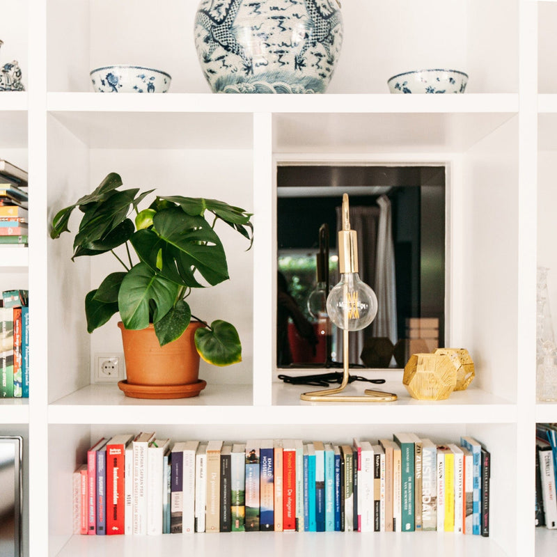 Monstera deliciosa in boekenkast in huis