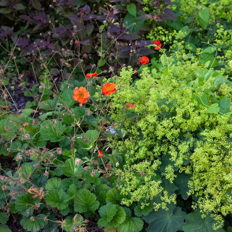 tuinplant nagelkruid geum borisii in combinatie met vrouwenmantel in een border