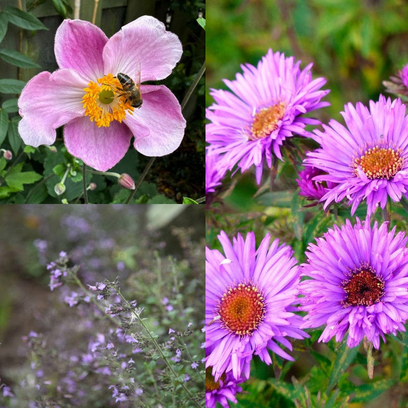 nazomer biologische bloemen in paars, roze en blauw