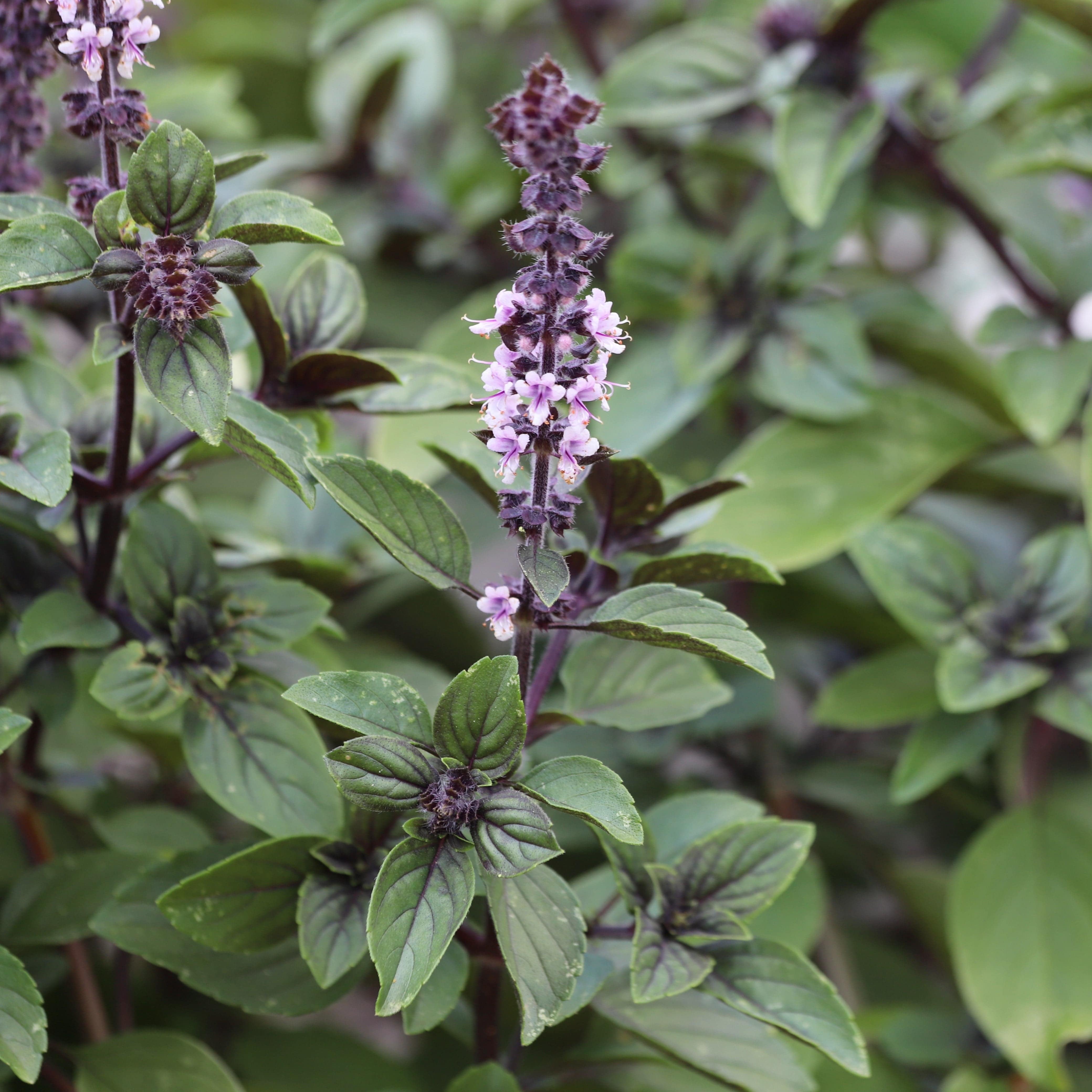 Basilicum bestellen? | Biologische Tuinplanten