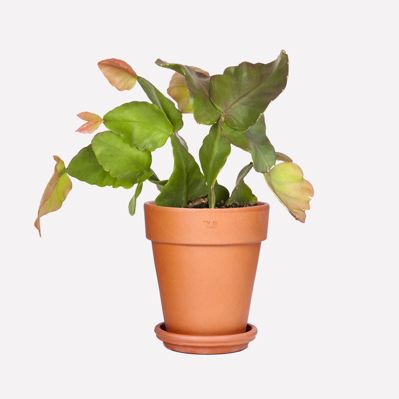 Oma's Rhipsalis BIO