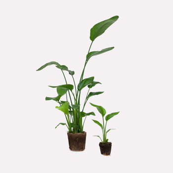 Paradijsvogelplant Paradijsvogelplant