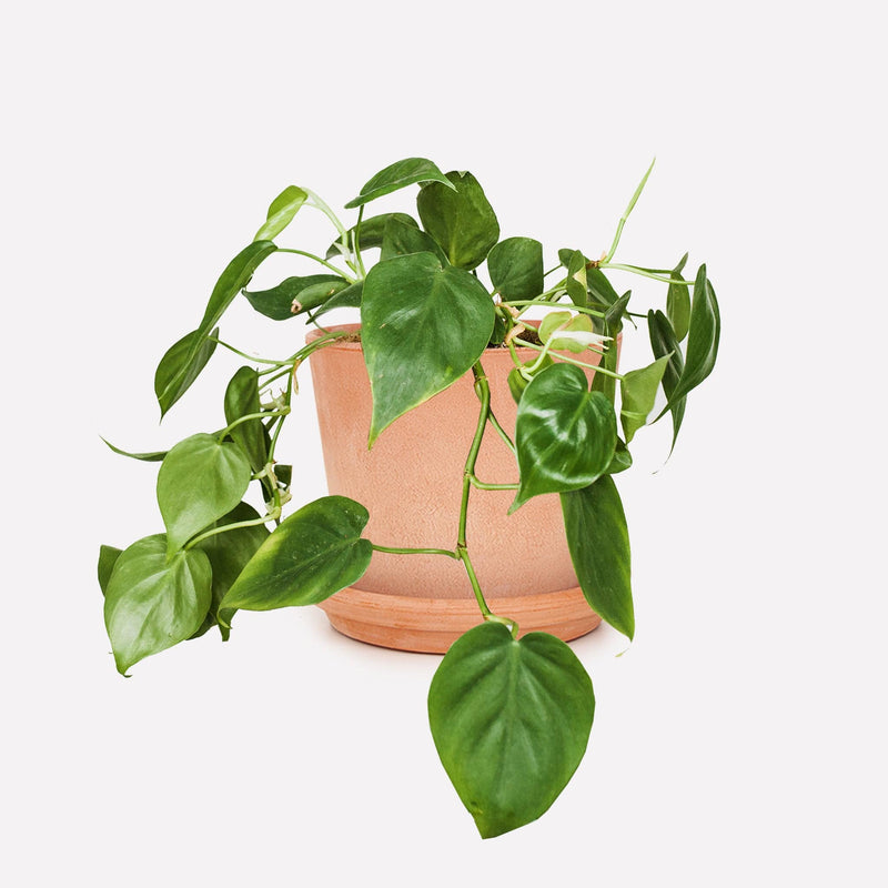 Philodendron scandens