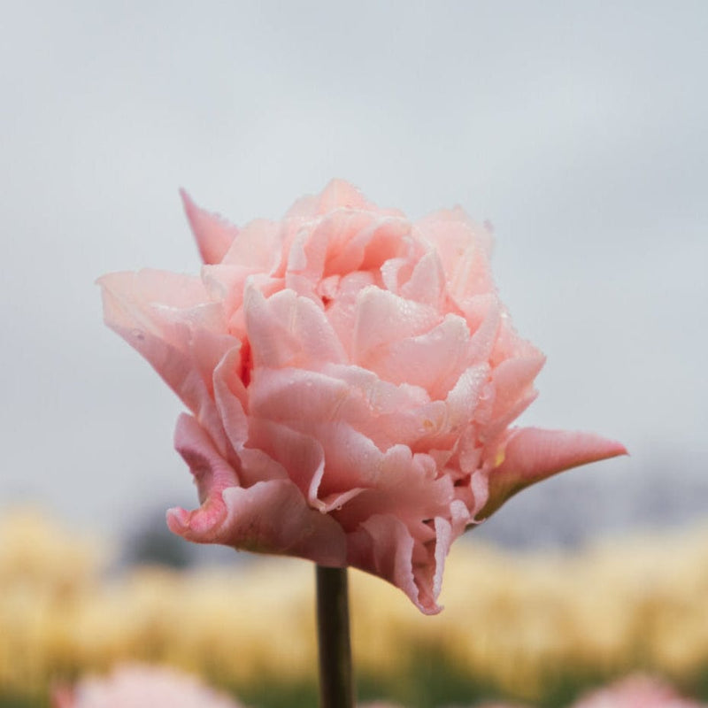 Biologische tulp met roze blad