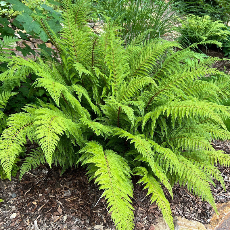 Biologische zachte naaldvaren ook wel polystichum genoemd