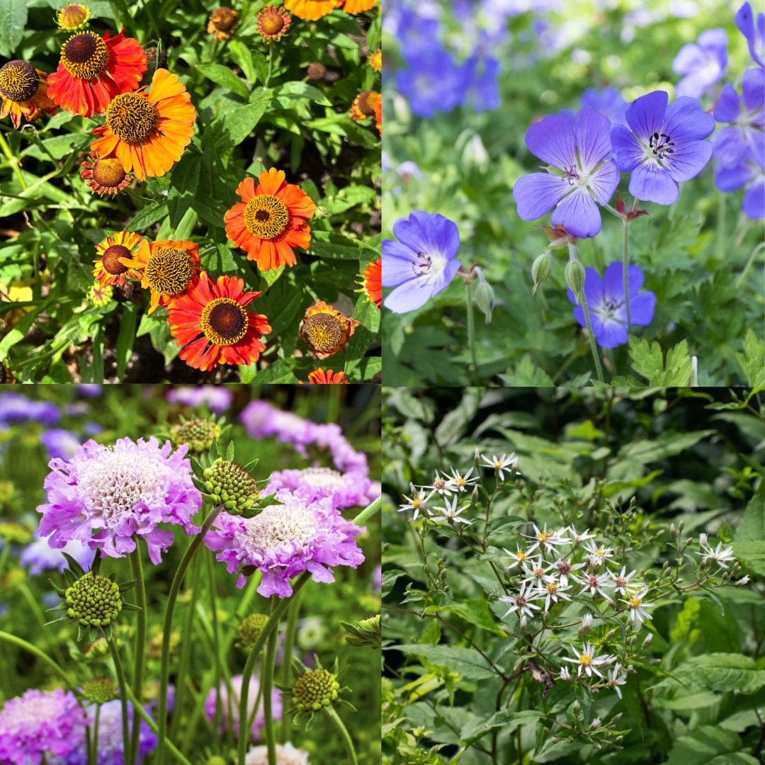 pottentuintje-half-zon-combi-4-vaste-planten-voor-in-een-pot-sprinklr