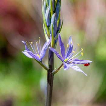Prairielelie Caerulea Prairielelie Caerulea