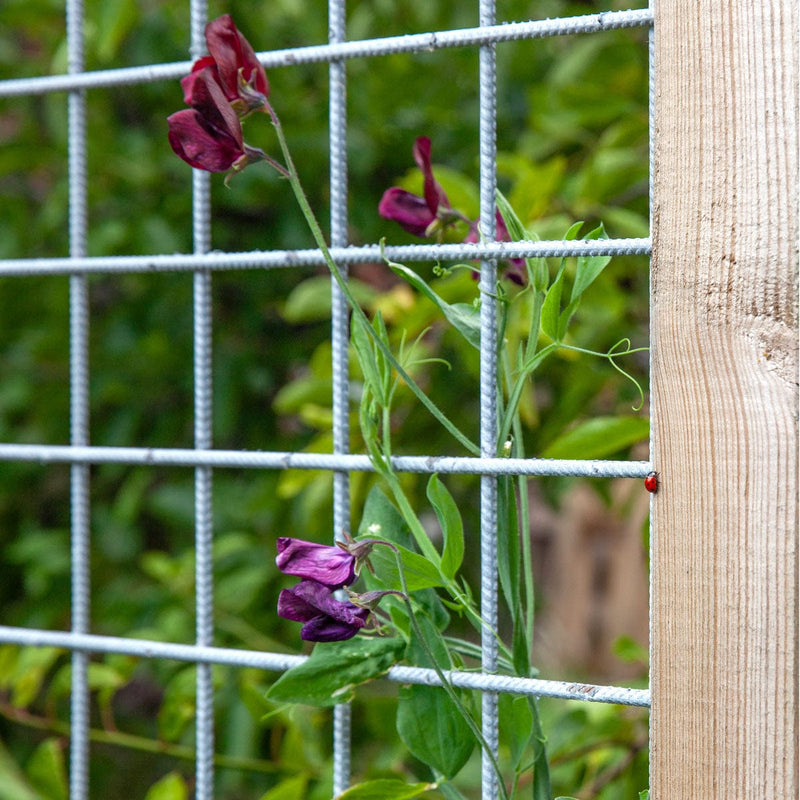 lathyrus pronkerwt in klimraster met lieveheersbeestje