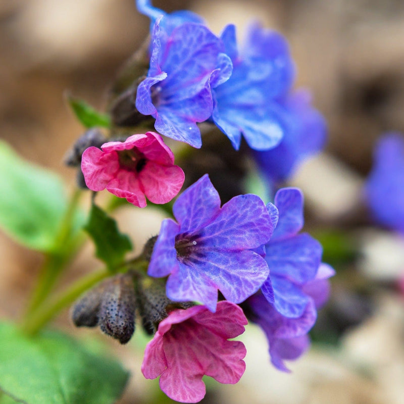 bloem van de biologische longruid pulmonaria aan een steel.