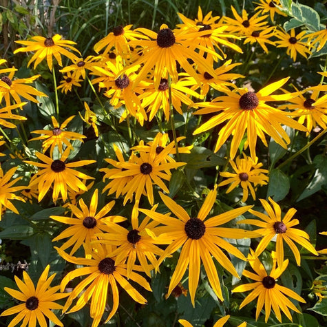 Rudbeckia Goldsturm Rudbeckia Goldsturm