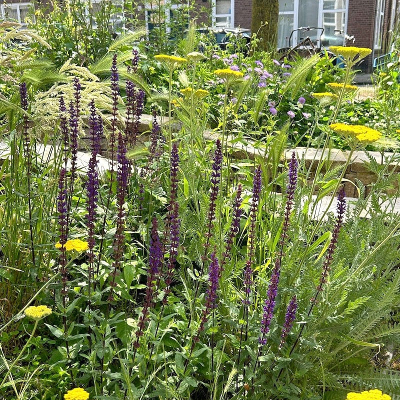 salvia caradonna in voortuin