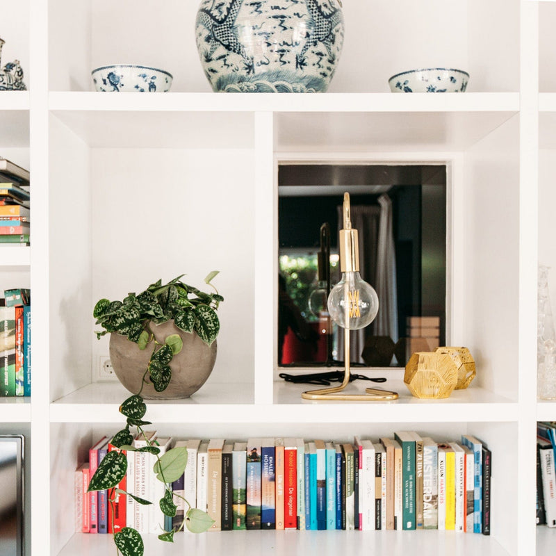 Scindapsus pictus in bolvormige terra pot boekenkast in huiskamer
