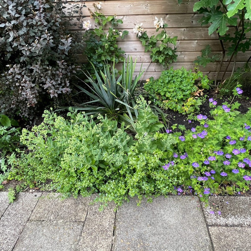 Sedum carl in border in vroege bloei