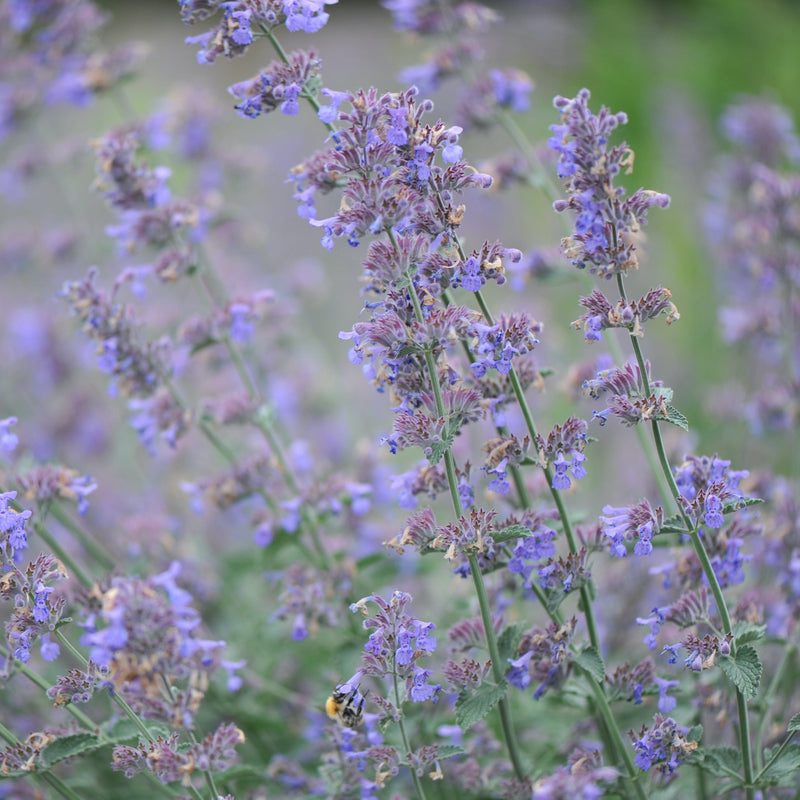 biologische kattenkruid, paarse aren met bij