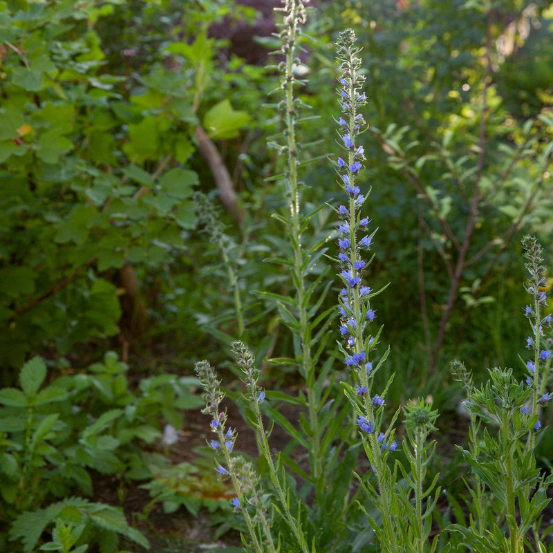 Echium vulgare, Slangenkruid, in bloei met rechtopstaande aren