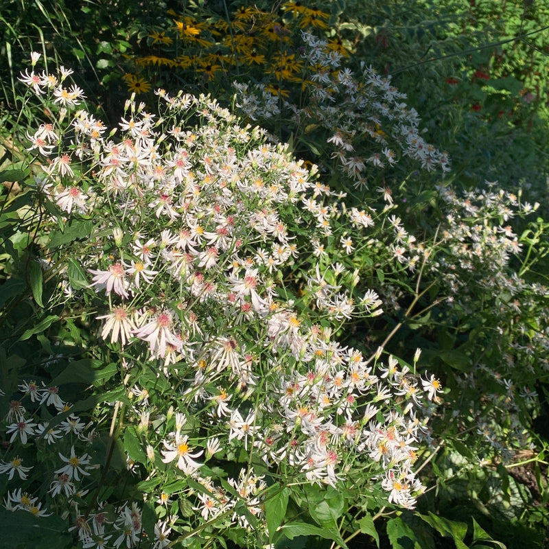 Aster divaricatus, sneeuwsteraster, in bloei met witte bloempjes tegen groene achtergrond