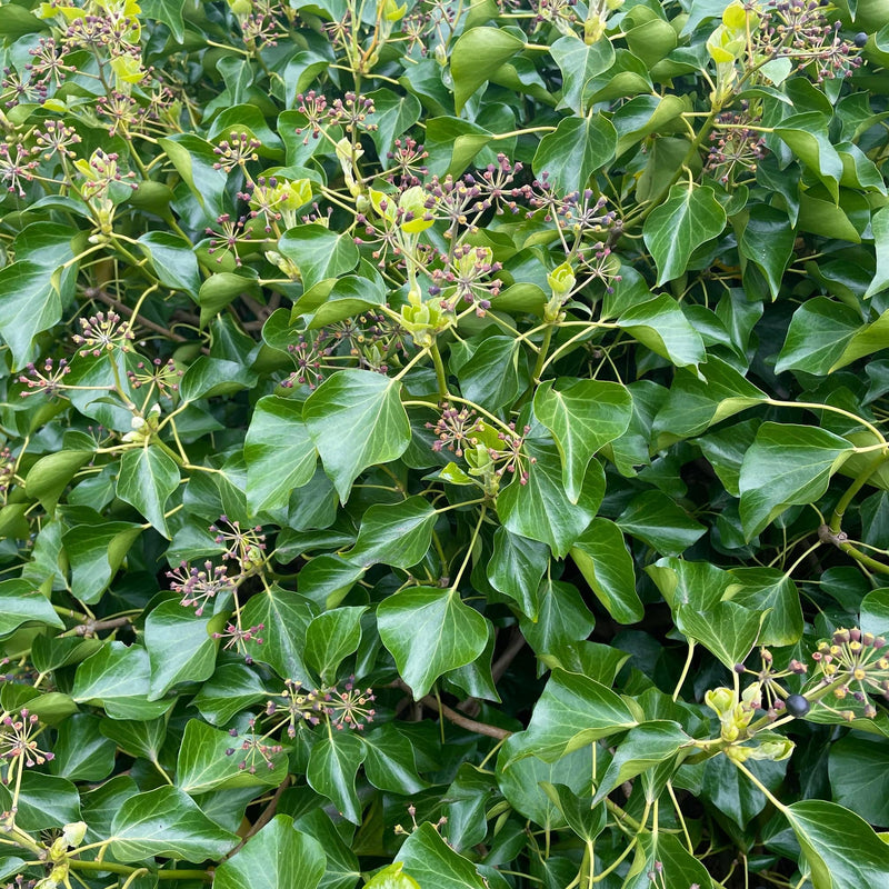 groen blad van struikklimop hedera, helix arborescens