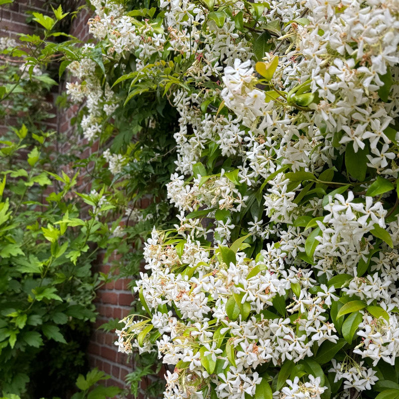 Toscaanse jasmijn close-up bloemen