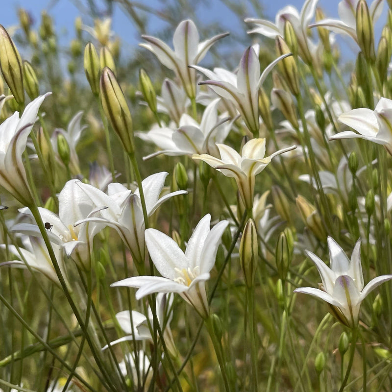 Biologische bloebol triteleia in volle bloeim duurzaam gekweekt.