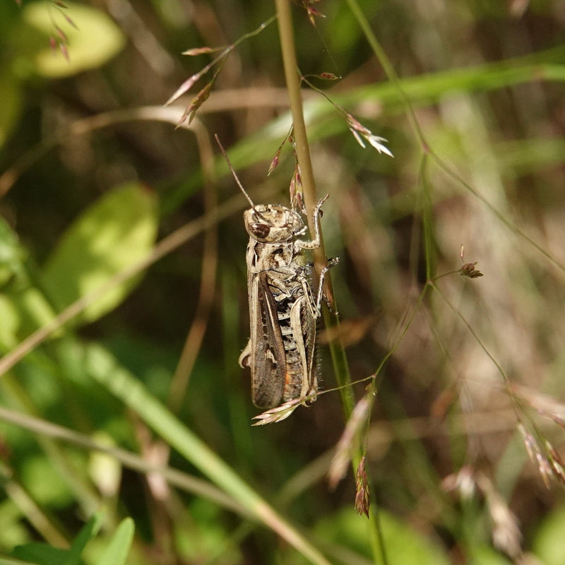 Insect in de tuin