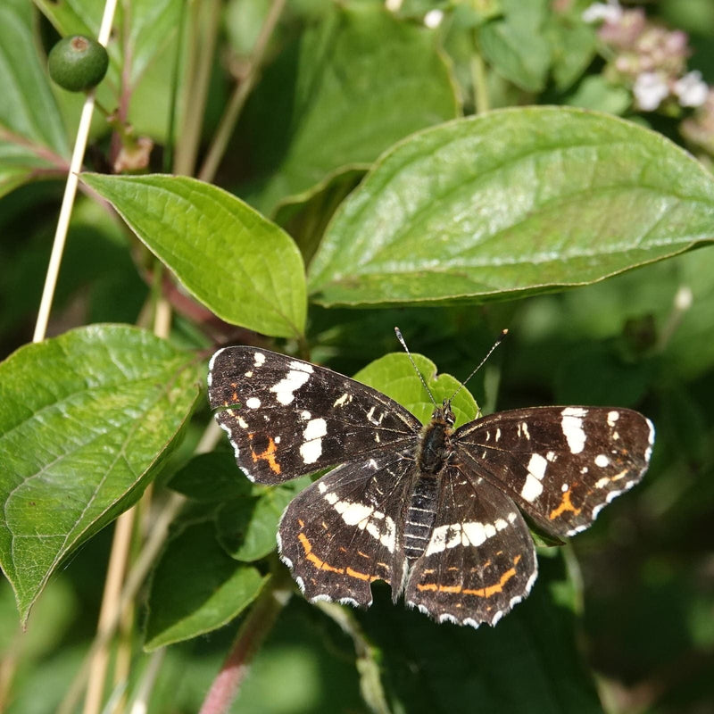 Close-up vlinder op blad