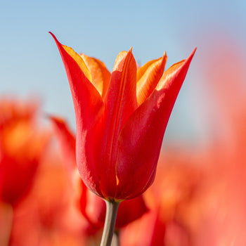 Tulp Ballerina Tulp Ballerina