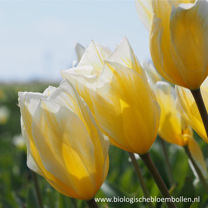 Biologische geteelde gele tulp met witte rand.