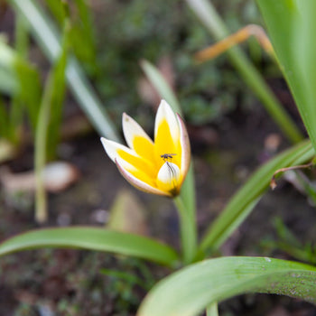 Tulp Tarda Tulp Tarda