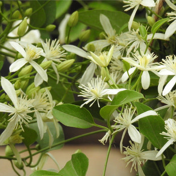 Klimmers Wilde Tuin Klimmers Wilde Tuin