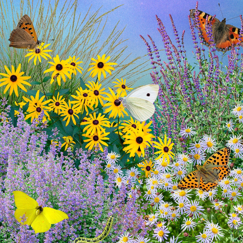 collage vlinderpakket, vlinders en rupsen en planten