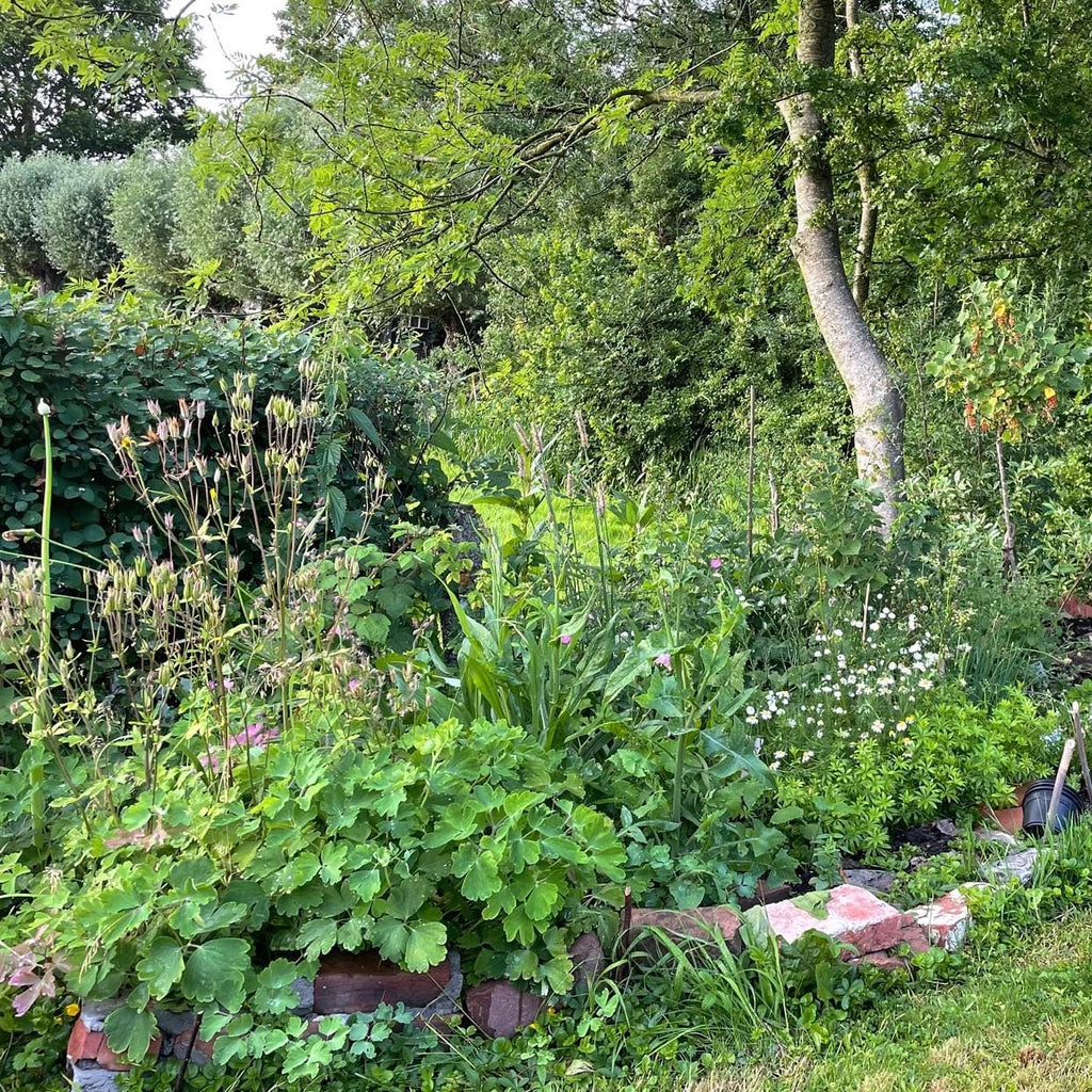 voedselbosje in de tuin
