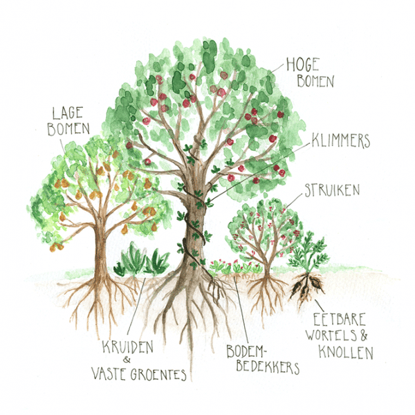 illustratie voedselbos