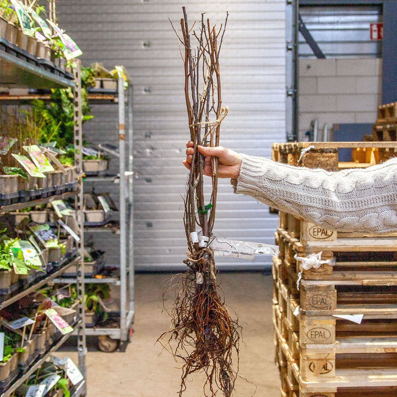 Heestermix Bloeiparadijs