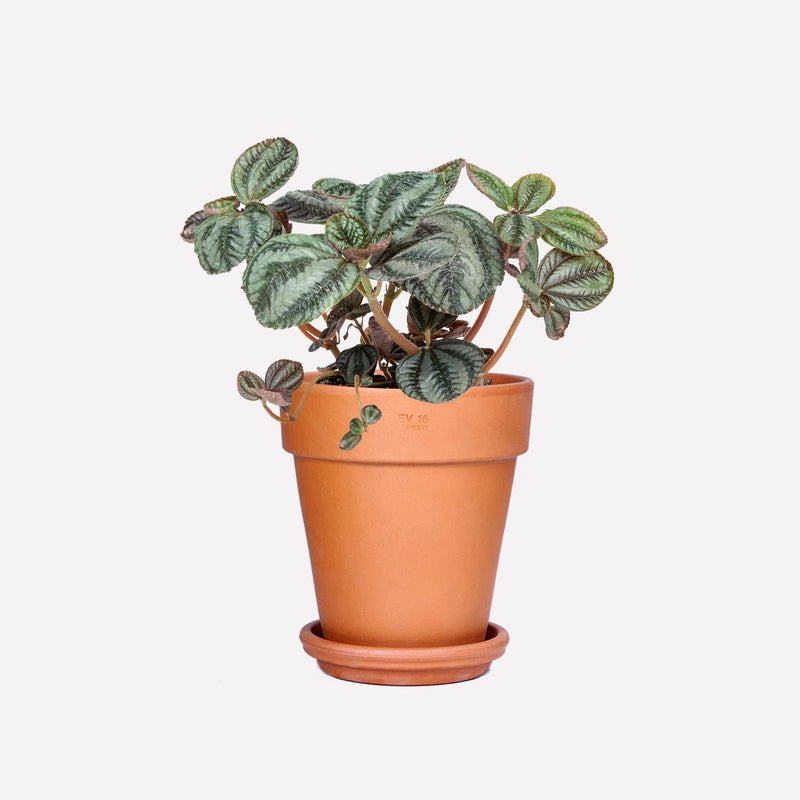 Vriendschapsplant BIO