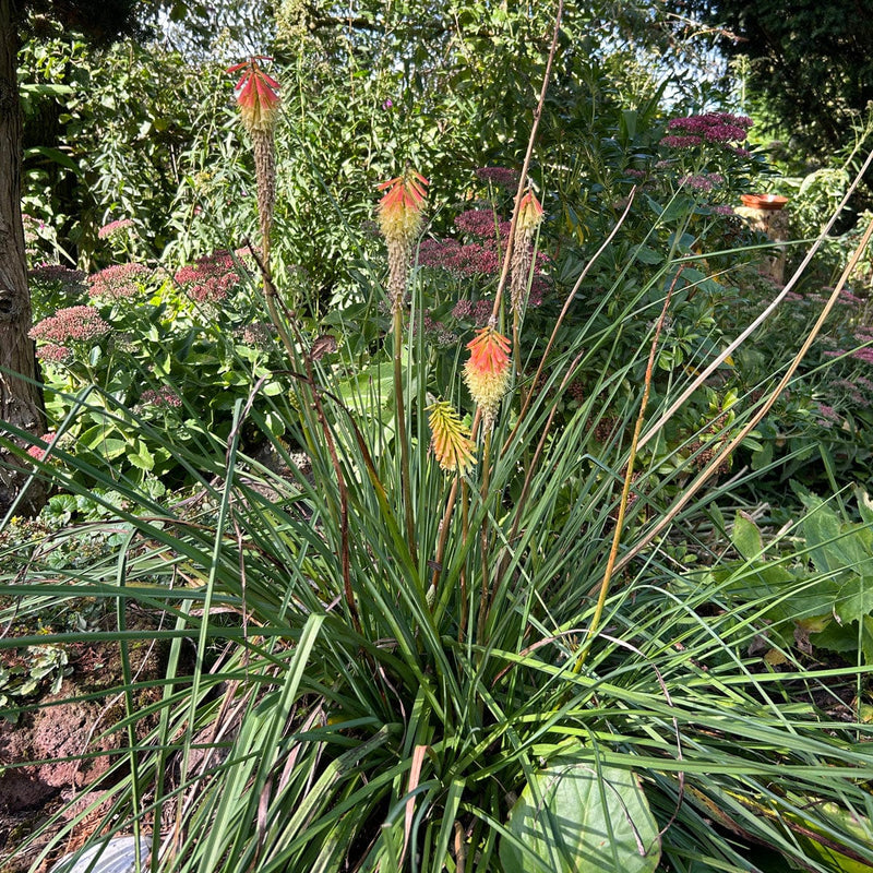 vuurpijl in border