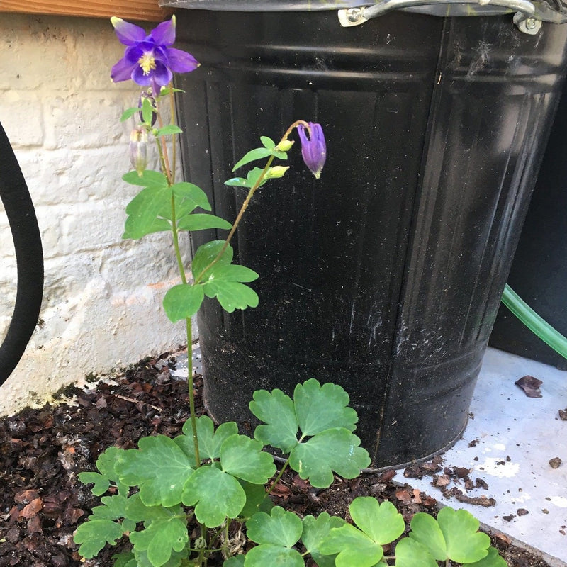 wilde akelei, paarse bloemen in tuin