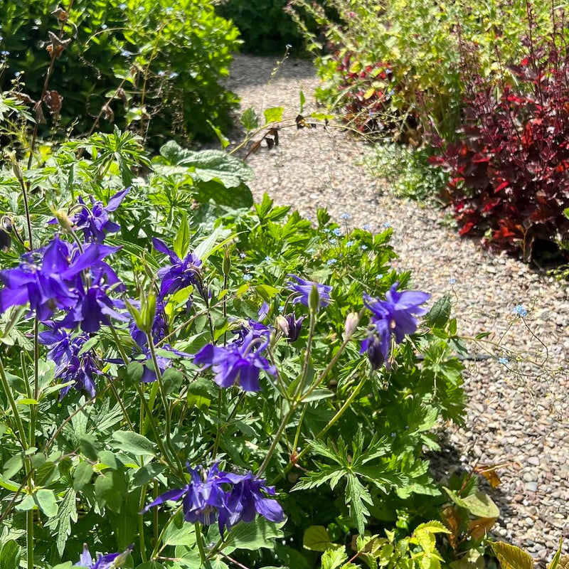 wilde akelei, paarse bloemen in tuin
