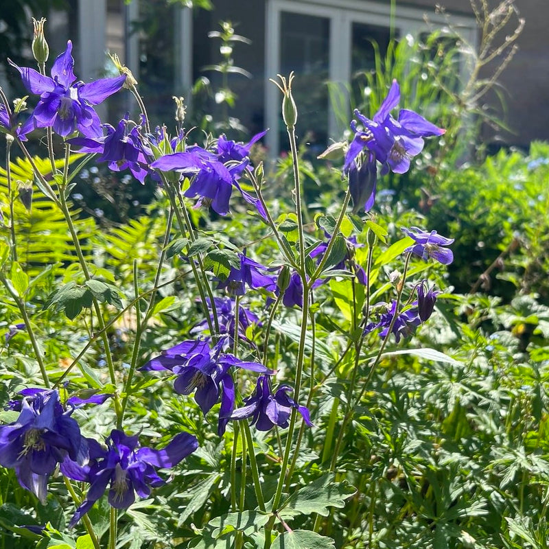 wilde akelei, paarse bloemen in tuin