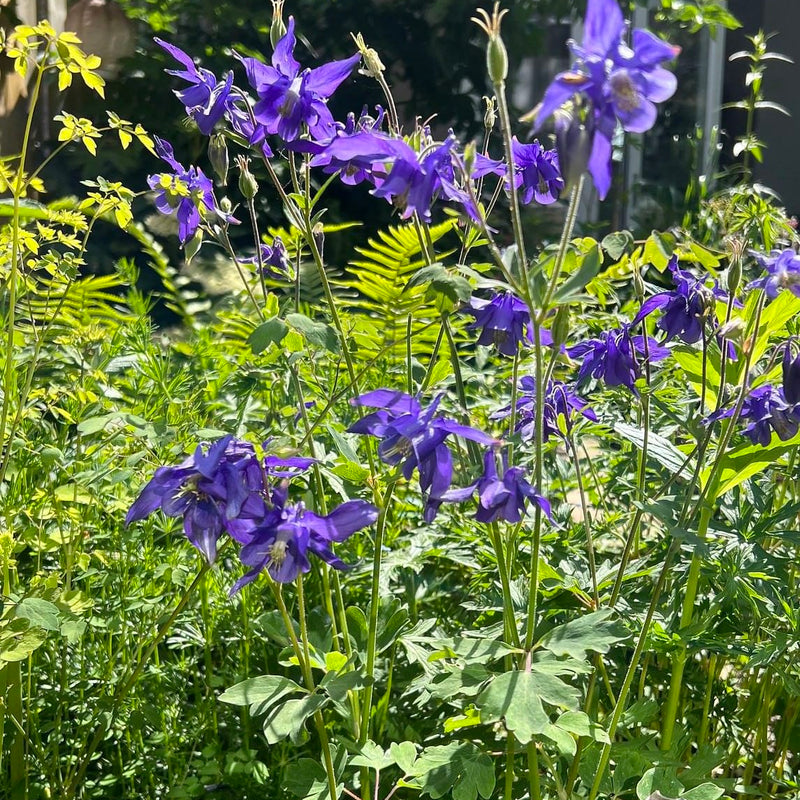 wilde akelei, paarse bloemen in tuin