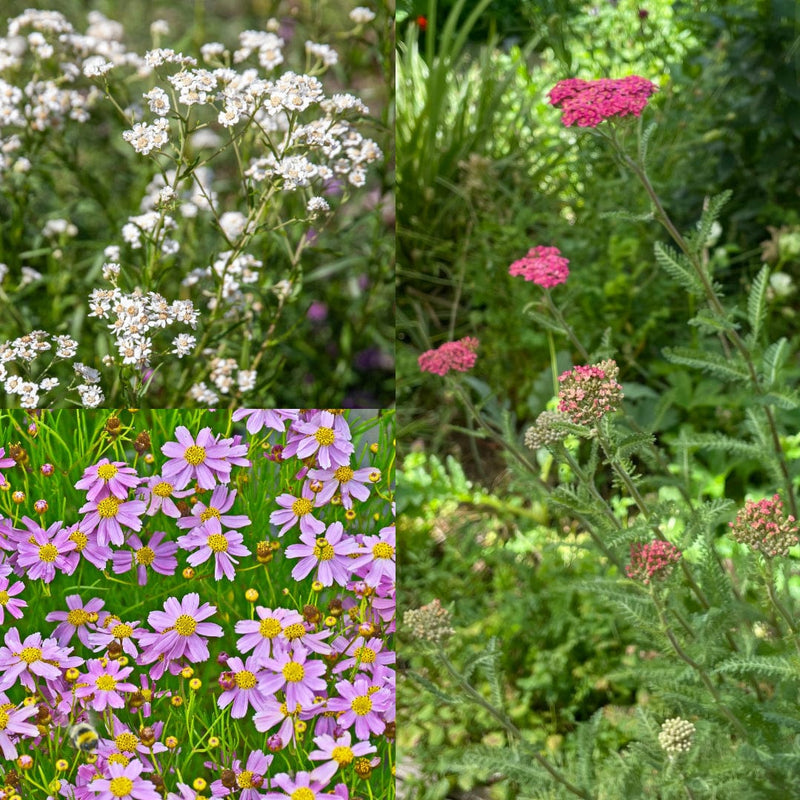 zomerknaller pakketje instant bloeigeluk - wilde bertram, meisjesogen american dream, duizendblad cassis
