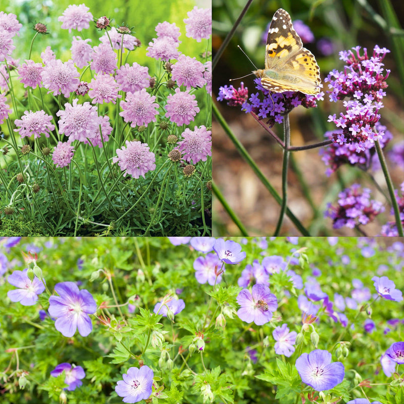 Zomerbloei Roze-lila-violet