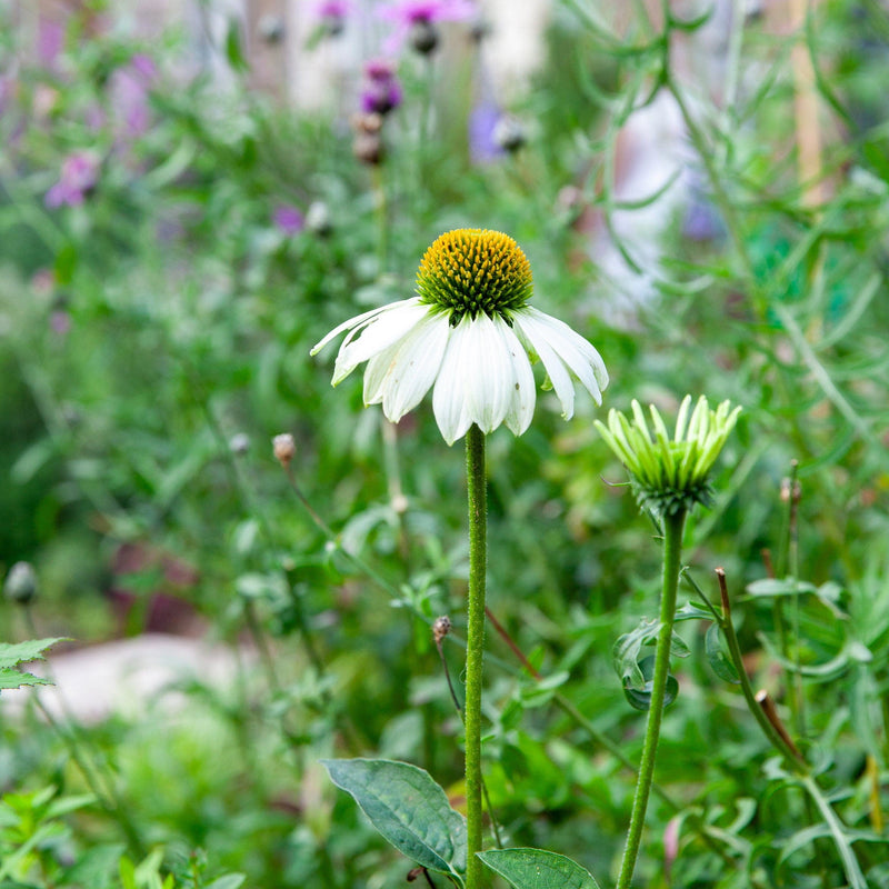 zonnehoed alba, witte bloem in tuin
